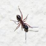Southern Broad-nosed Spiny Ant (Polyrhachis femorata), Bega Valley NSW © Deb Taylor
