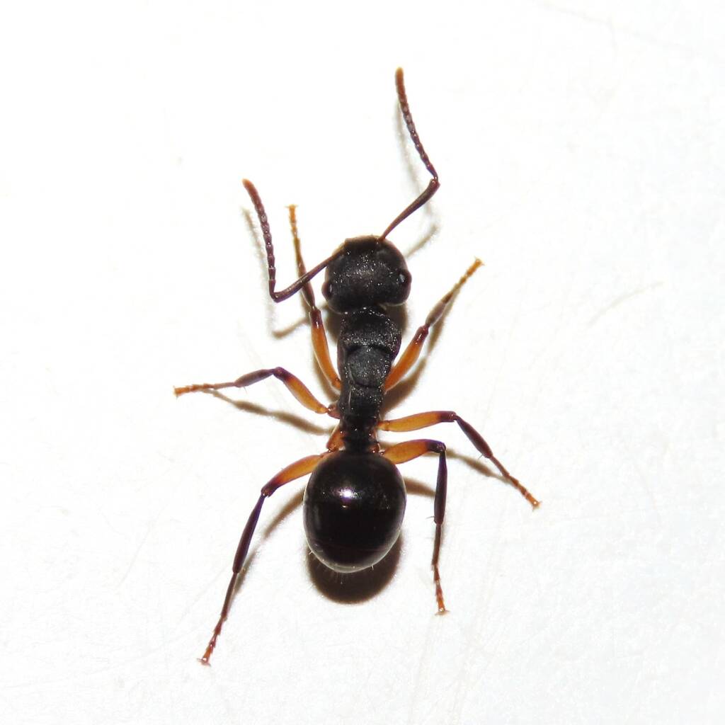 Southern Broad-nosed Spiny Ant (Polyrhachis femorata), Bega Valley NSW © Deb Taylor