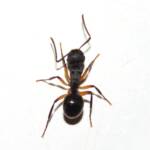 Southern Broad-nosed Spiny Ant (Polyrhachis femorata), Bega Valley NSW © Deb Taylor