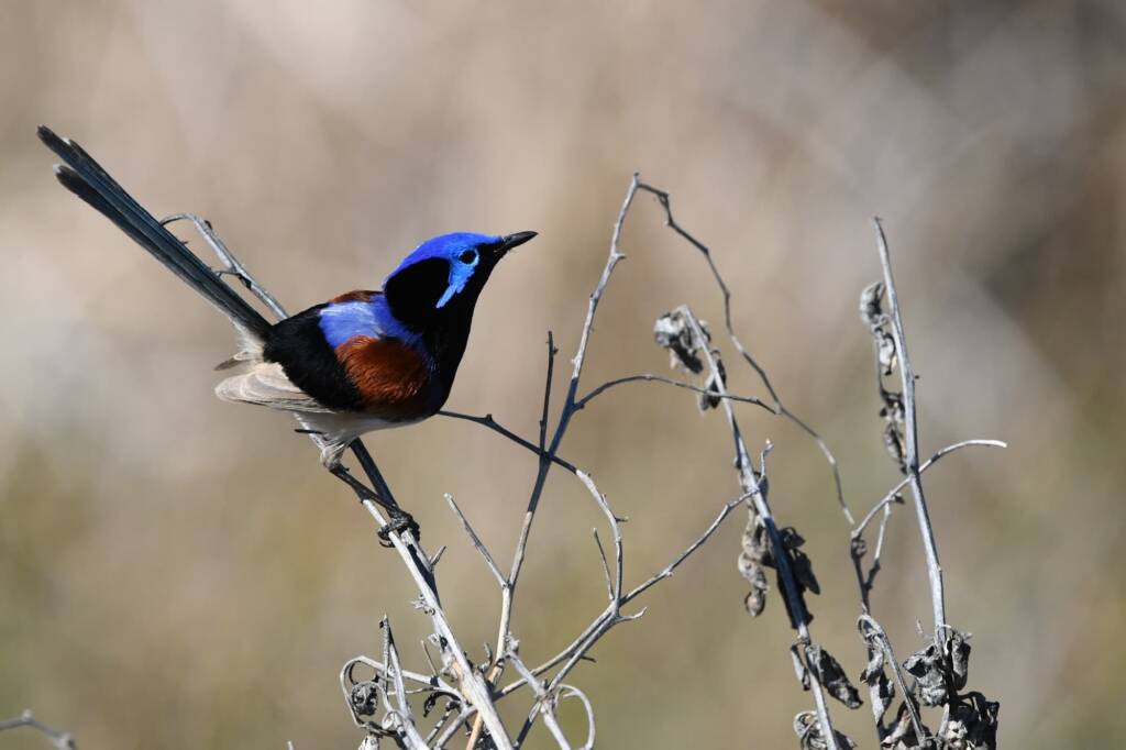 Purple-backed Fairywren (Malurus assimilis), Alice Springs Sewage Ponds NT © Dorothy Latimer