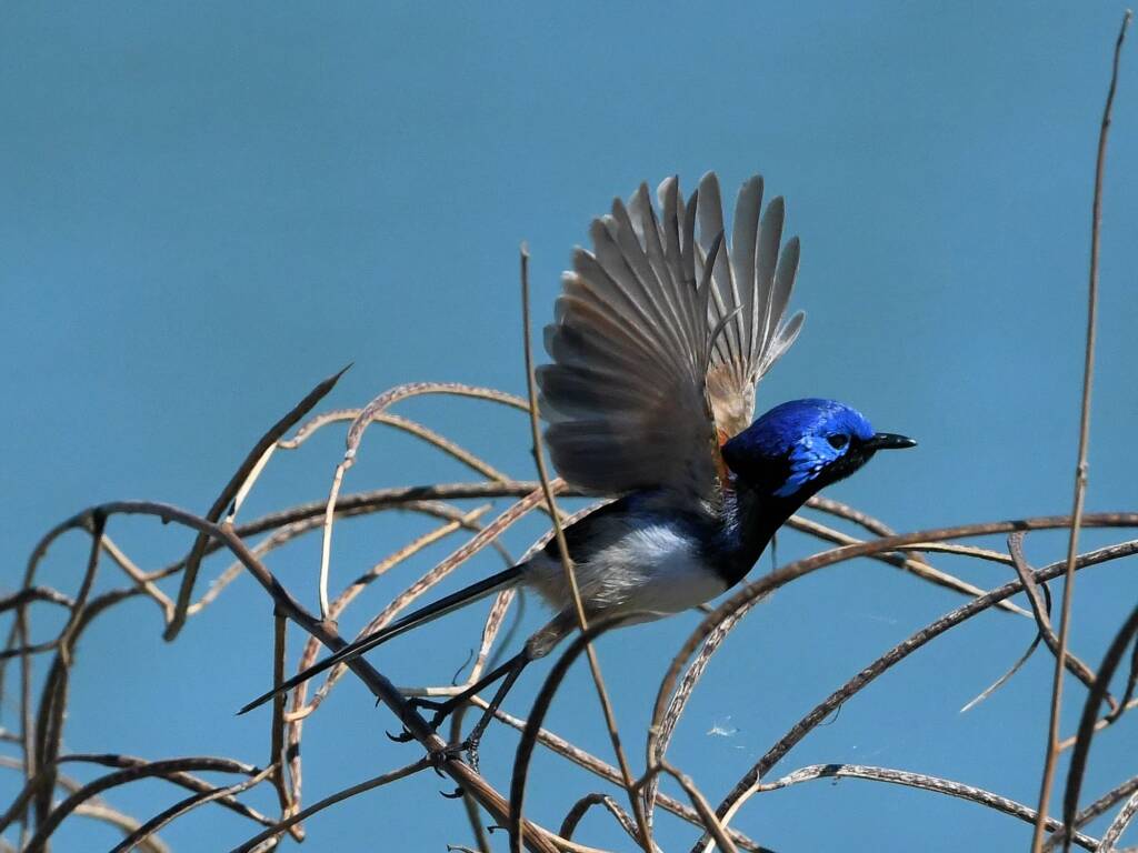 Purple-backed Fairywren (Malurus assimilis), Alice Springs Sewage Ponds NT © Dorothy Latimer