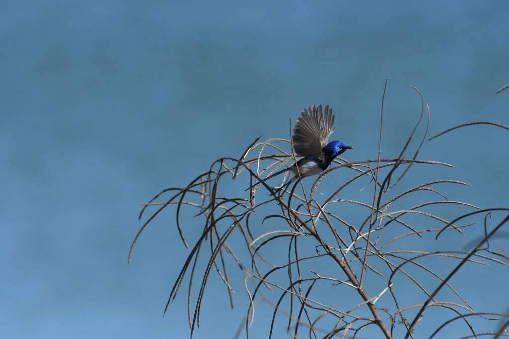 Purple-backed Fairywren (Malurus assimilis), Alice Springs Sewage Ponds NT © Dorothy Latimer