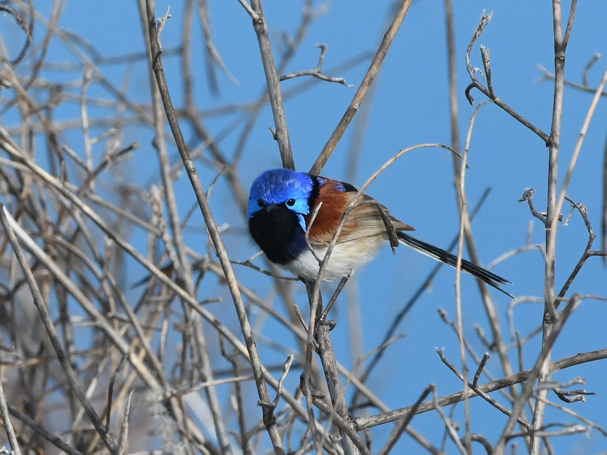 Purple-backed Fairywren (Malurus assimilis), Alice Springs Sewage Ponds NT © Dorothy Latimer