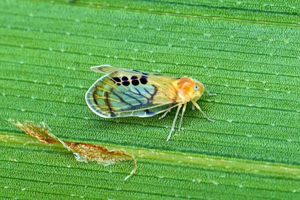 Rhotana gressittorum, D'Aguilar National Park QLD © Tony Eales