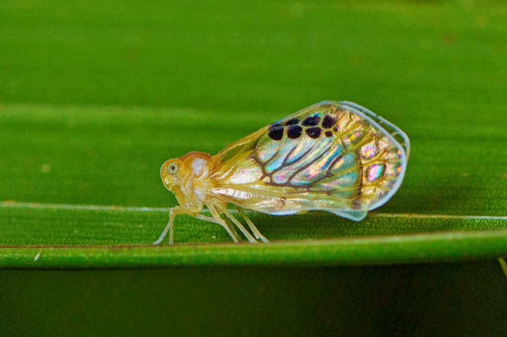 Rhotana gressittorum, Mount Mee QLD © Tony Eales