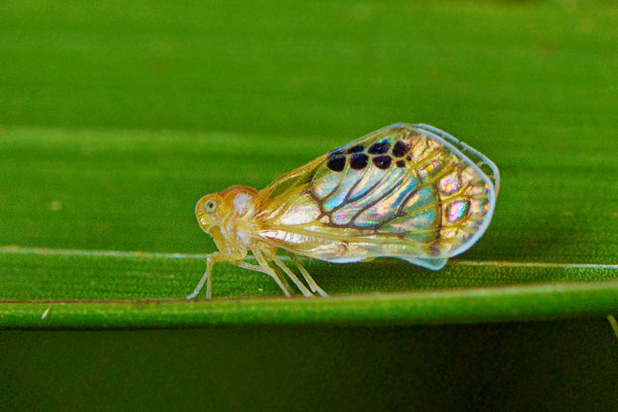 Rhotana gressittorum, Mount Mee QLD © Tony Eales