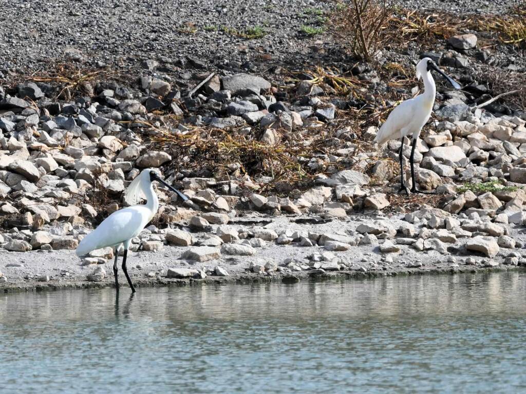 Royal Spoonbill (Platalea regia), Alice Springs Sewage Ponds NT © Dorothy Latimer