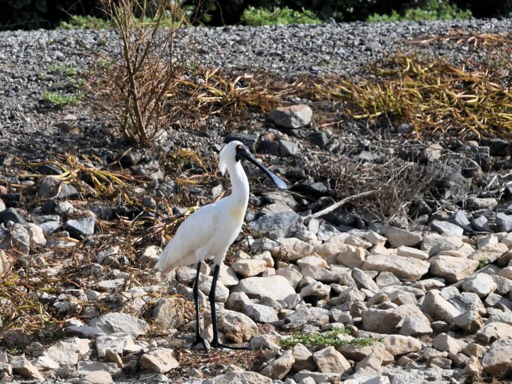 Royal Spoonbill (Platalea regia), Alice Springs Sewage Ponds NT © Dorothy Latimer