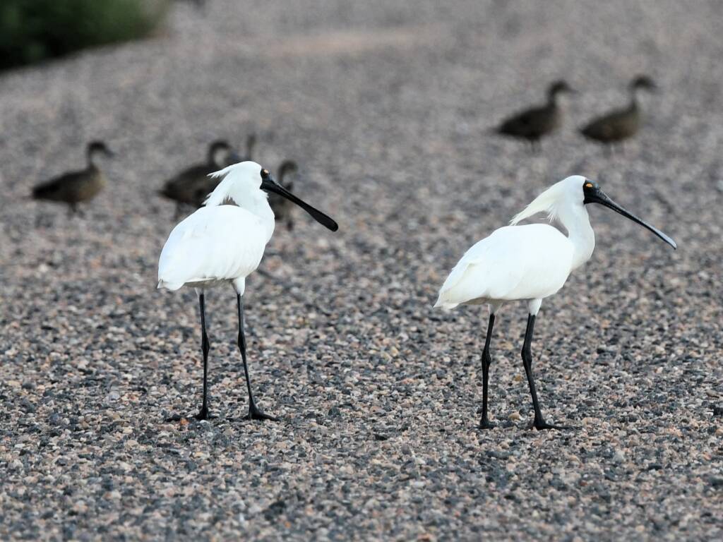 Royal Spoonbill (Platalea regia), Alice Springs Sewage Ponds NT © Dorothy Latimer