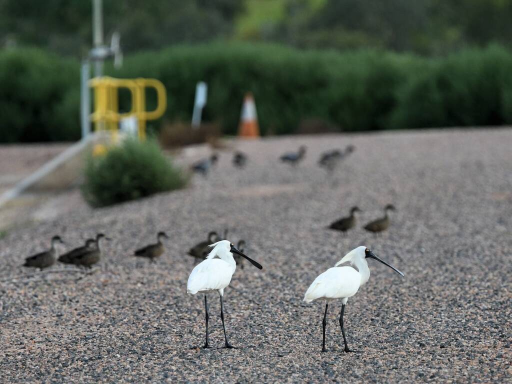 Royal Spoonbill (Platalea regia), Alice Springs Sewage Ponds NT © Dorothy Latimer