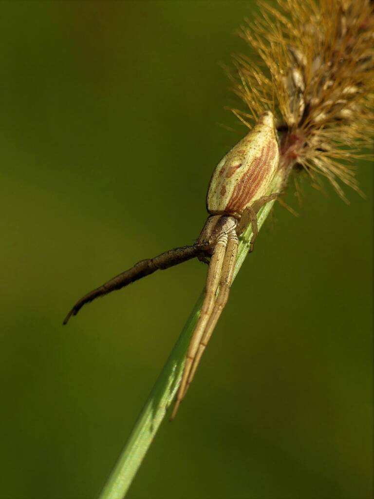 Runcinia acuminata (Pointy Runcinia), Gold Coast QLD © Stefan Jones