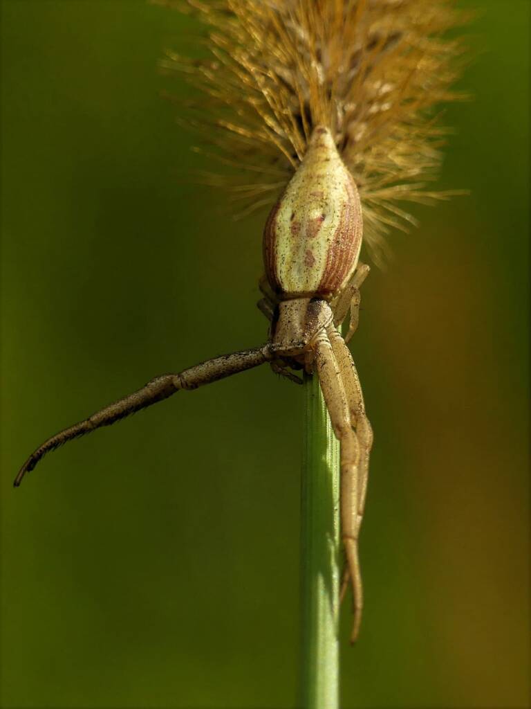 Runcinia acuminata (Pointy Runcinia), Gold Coast QLD © Stefan Jones