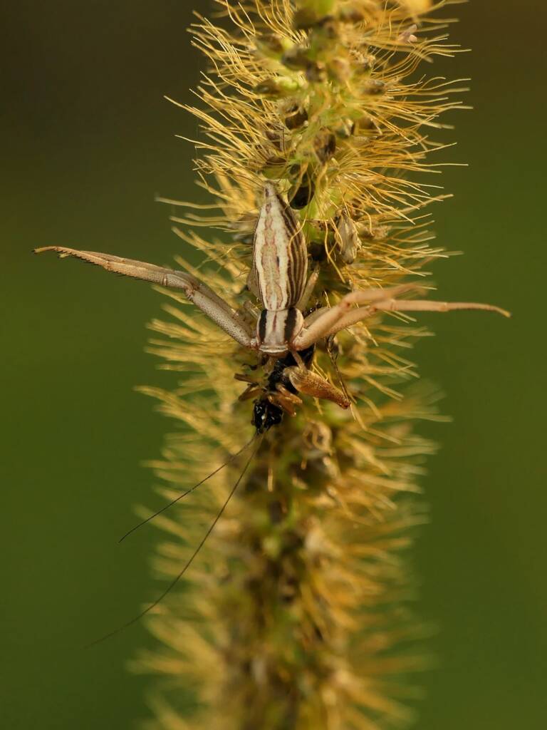 Runcinia acuminata (Pointy Runcinia), Gold Coast QLD © Stefan Jones