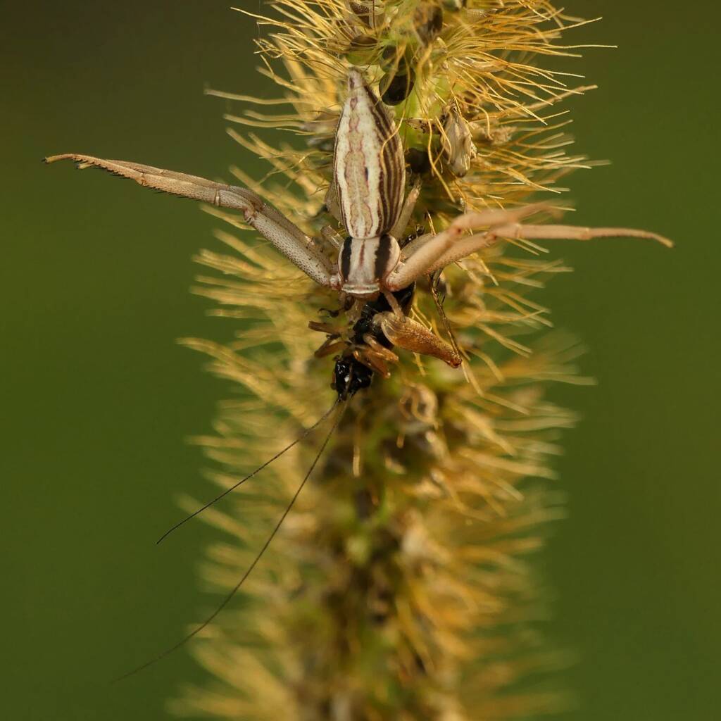 Runcinia acuminata (Pointy Runcinia), Gold Coast QLD © Stefan Jones