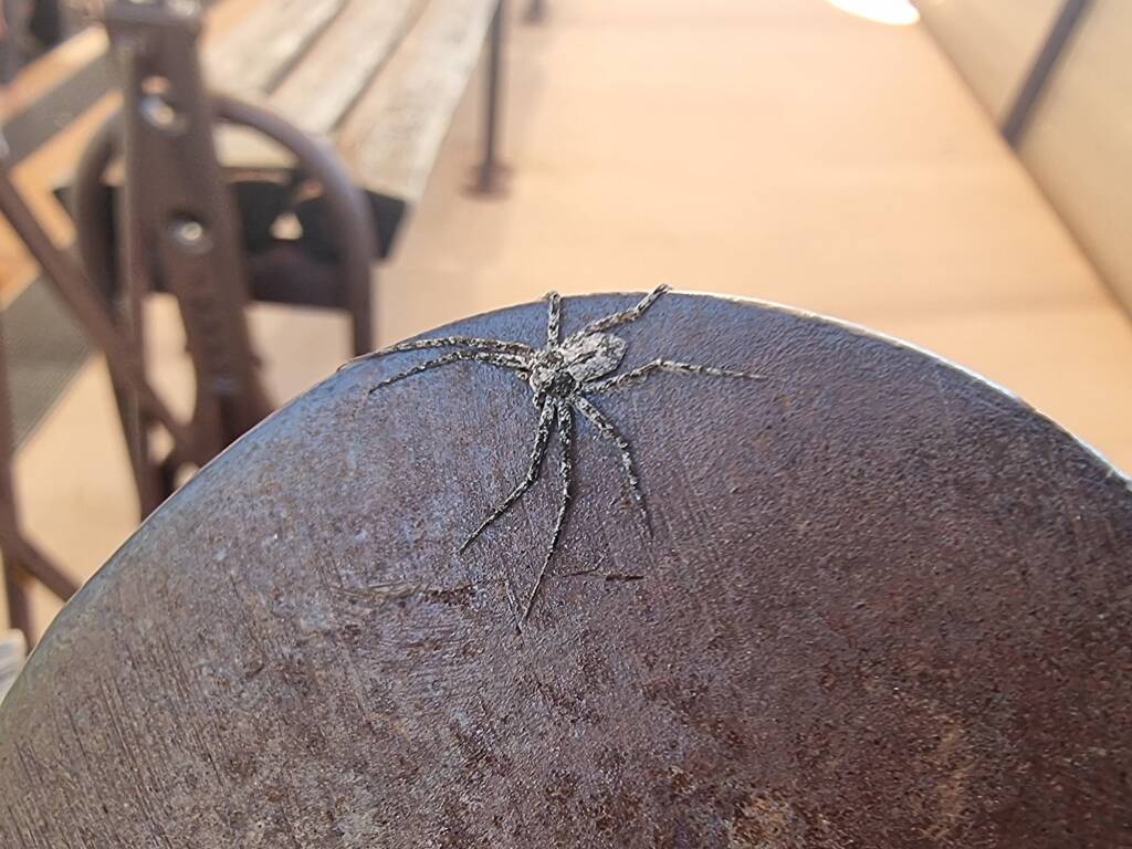 Running Crab Spider (family Philodromidae), Alice Springs Desert Park NT
