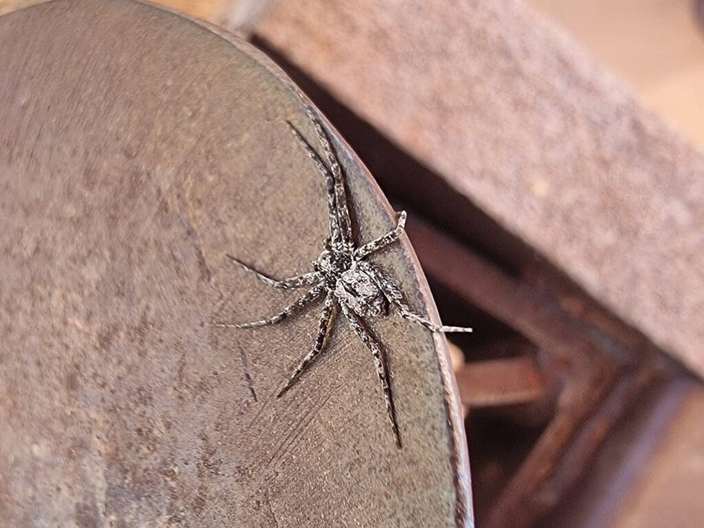 Running Crab Spider (family Philodromidae), Alice Springs Desert Park NT