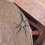 Running Crab Spider (family Philodromidae), Alice Springs Desert Park NT