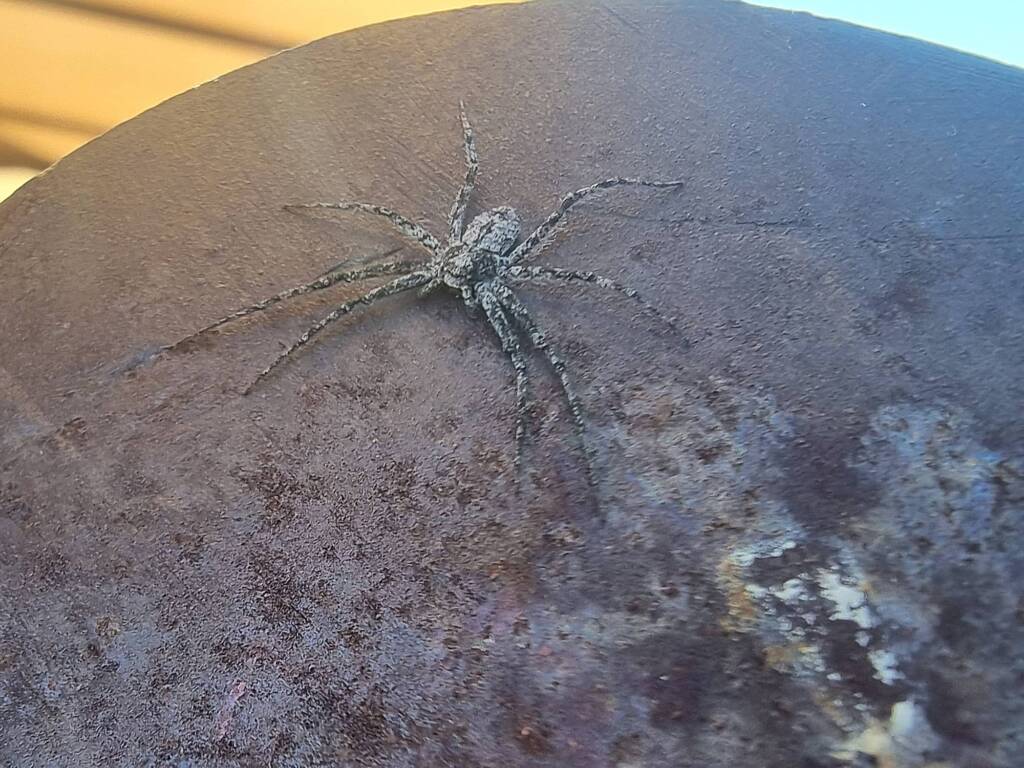 Running Crab Spider (family Philodromidae), Alice Springs Desert Park NT