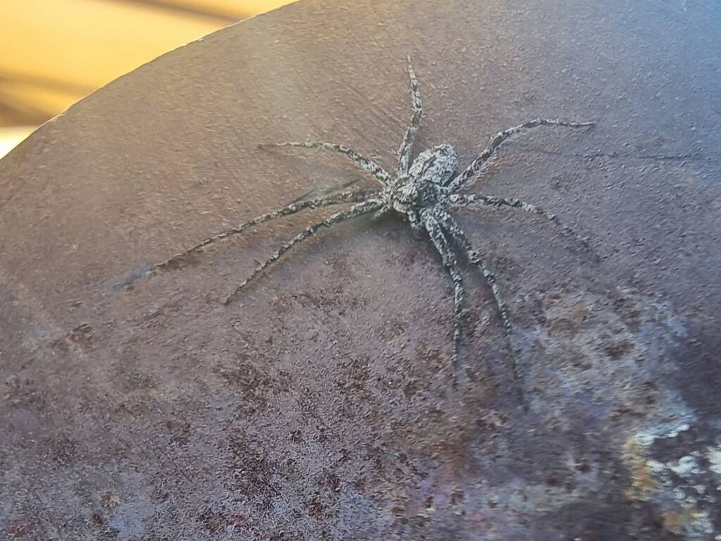 Running Crab Spider (family Philodromidae), Alice Springs Desert Park NT