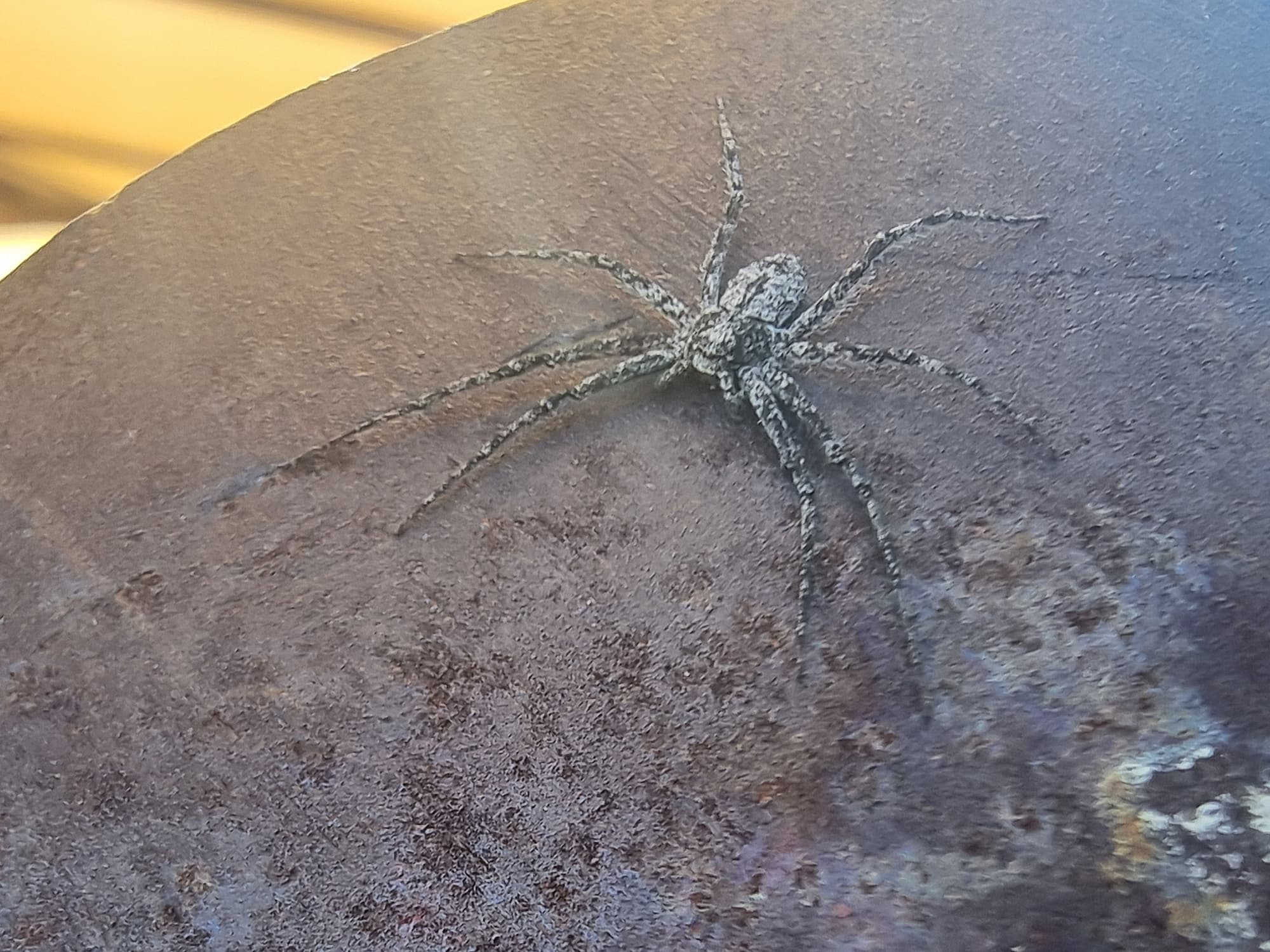 Running Crab Spider (family Philodromidae), Alice Springs Desert Park NT