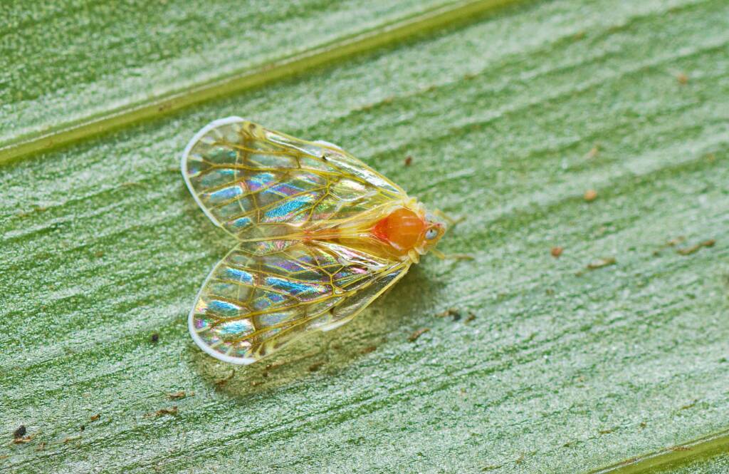 Saccharodite chrysonoe (Derbid Planthopper), Mount Mee QLD © Tony Eales