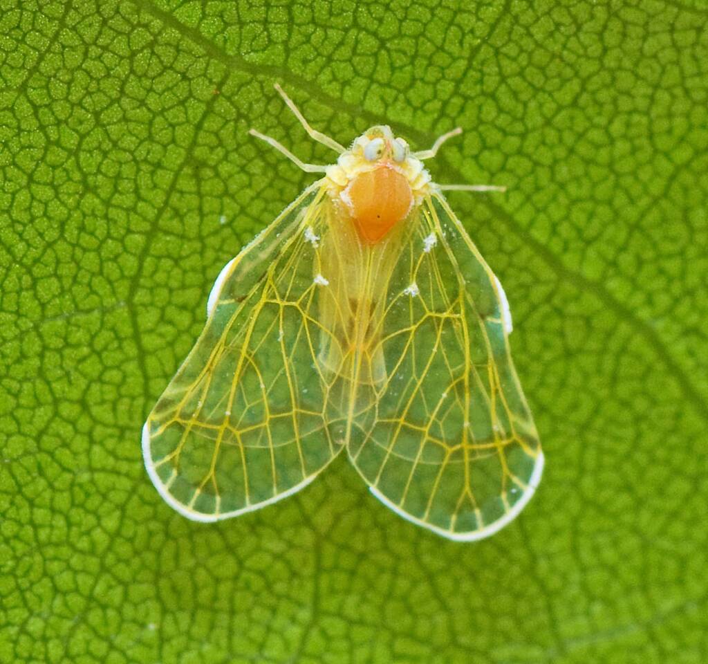 Saccharodite chrysonoe (Derbid Planthopper), Bunya Mountains QLD © Tony Eales