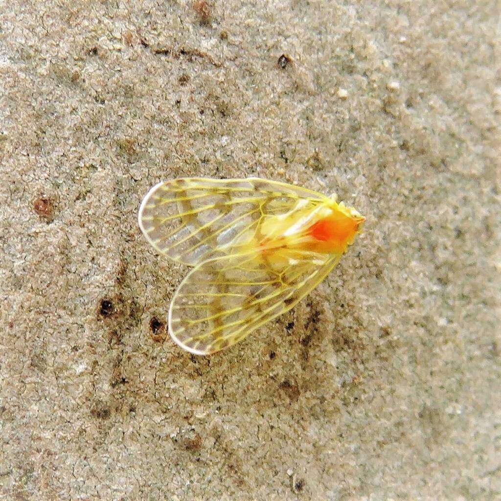Saccharodite chrysonoe (Derbid Planthopper), Bermagui NSW © Deb Taylor