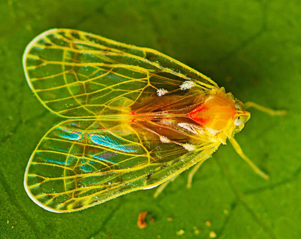Saccharodite chrysonoe (Derbid Planthopper), Mount Mee QLD © Tony Eales