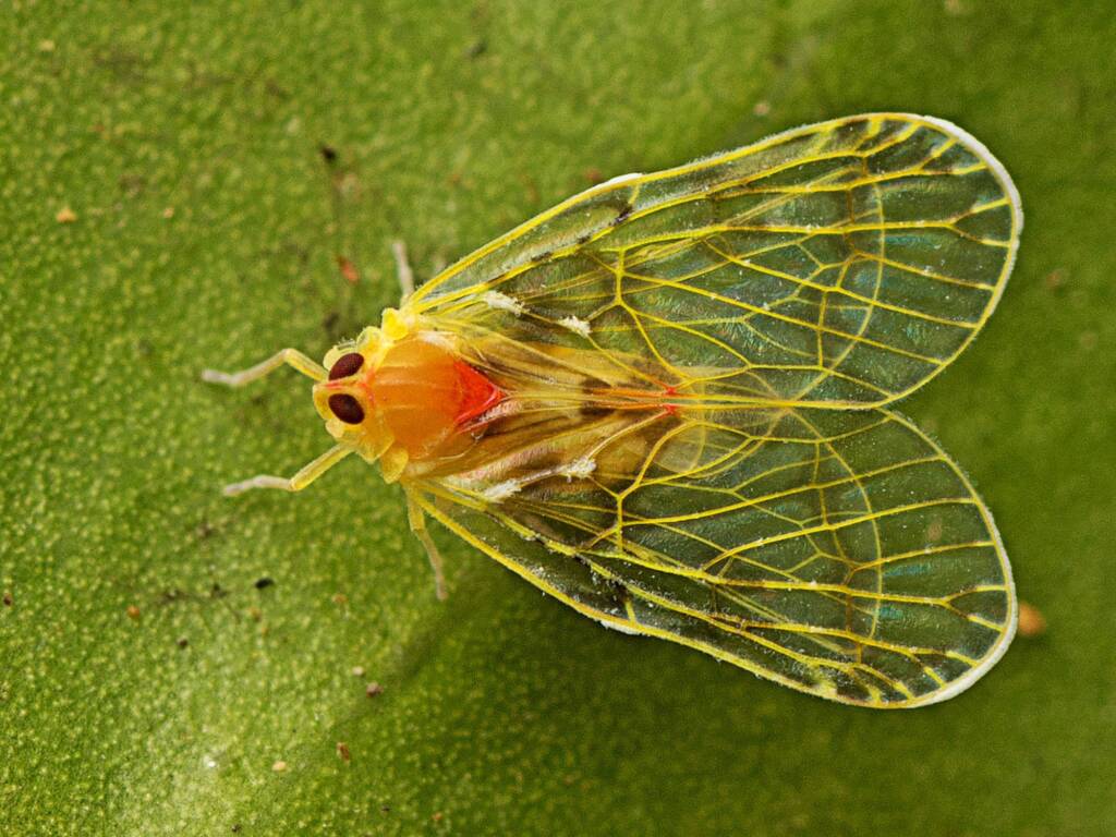Saccharodite chrysonoe (Derbid Planthopper), Mount Glorious QLD © Tony Eales