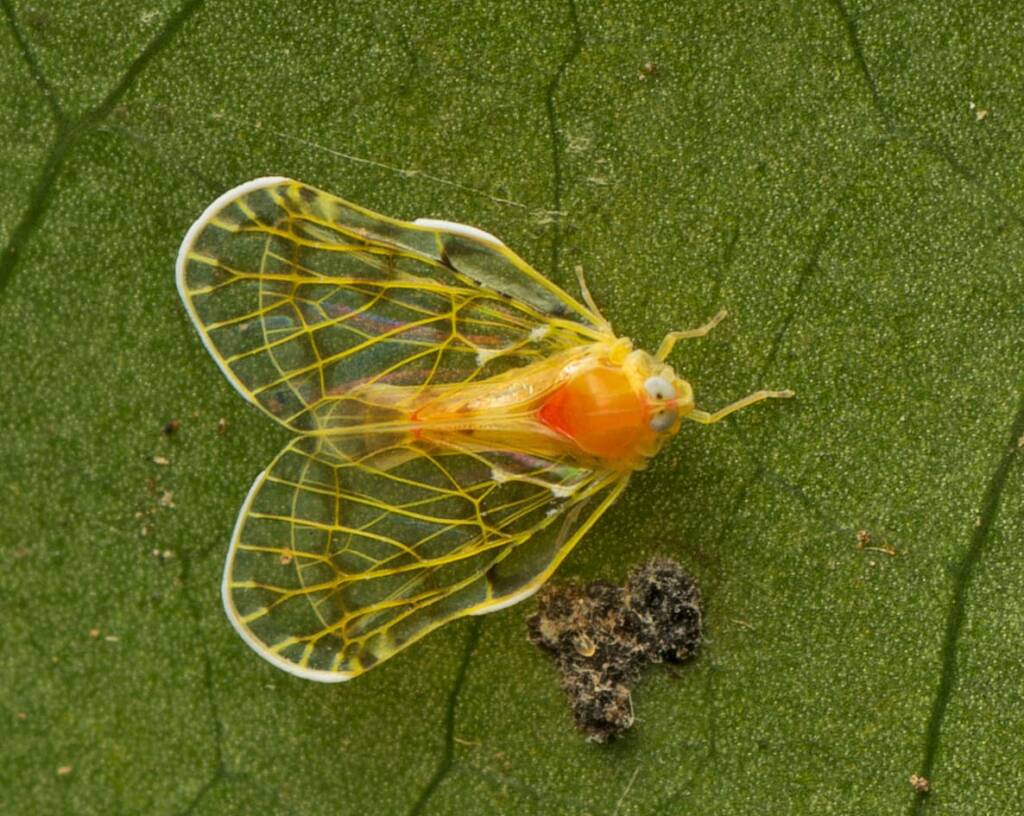 Saccharodite chrysonoe (Derbid Planthopper), Murrumba Downs QLD © Tony Eales