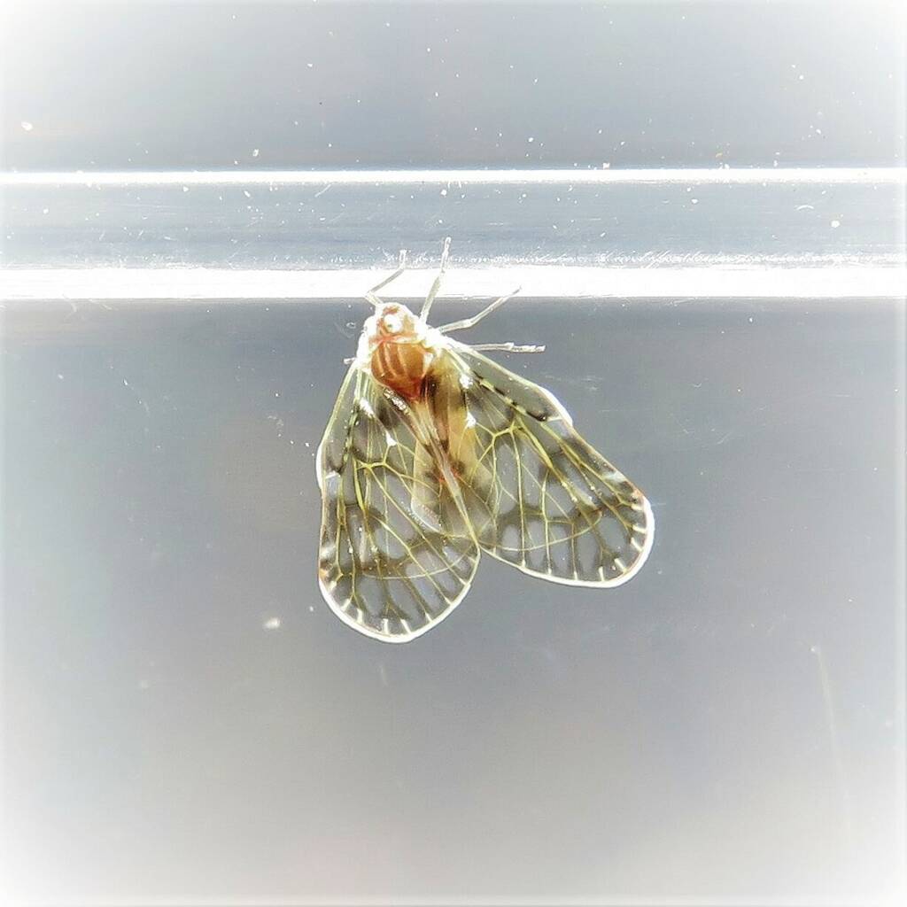 Saccharodite chrysonoe (Derbid Planthopper), Bermagui NSW © Deb Taylor