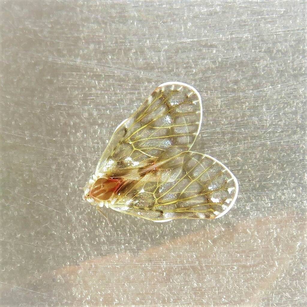 Saccharodite chrysonoe (Derbid Planthopper), Bermagui NSW © Deb Taylor