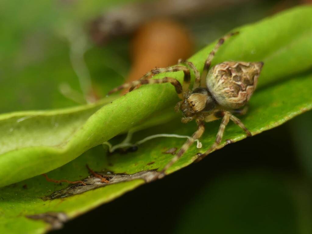 Salsa fuliginata (Sooty Orbweaver), Gold Coast QLD © Stefan Jones