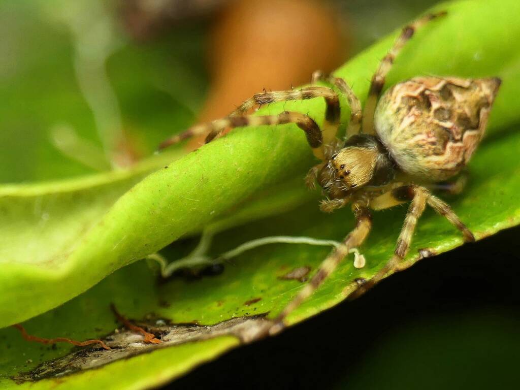 Salsa fuliginata (Sooty Orbweaver), Gold Coast QLD © Stefan Jones