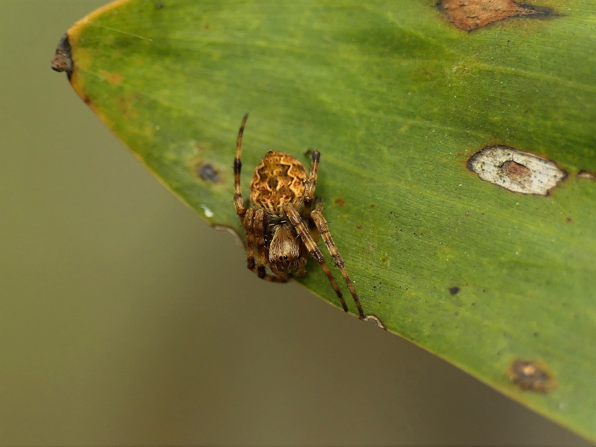 Salsa fuliginata (Sooty Orbweaver), Gold Coast QLD © Stefan Jones