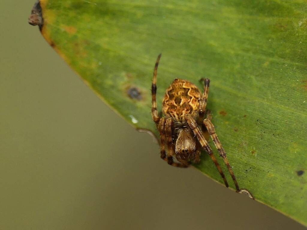 Salsa fuliginata (Sooty Orbweaver), Gold Coast QLD © Stefan Jones