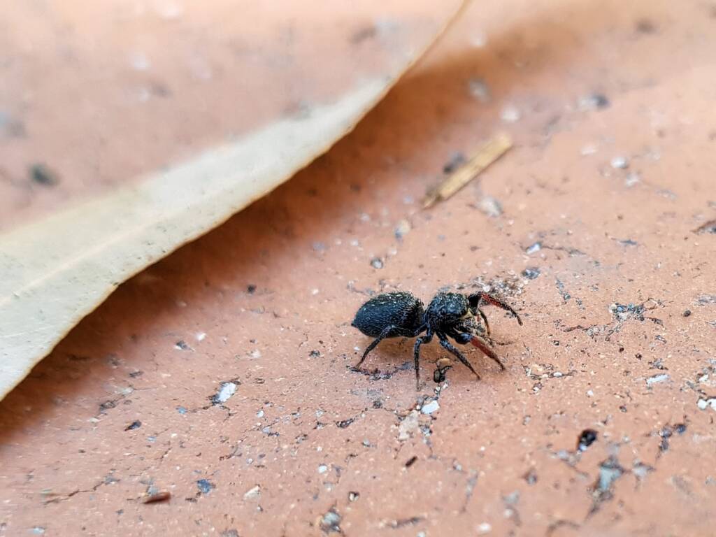 Sondra aurea (Jumping Spider), Alice Springs NT