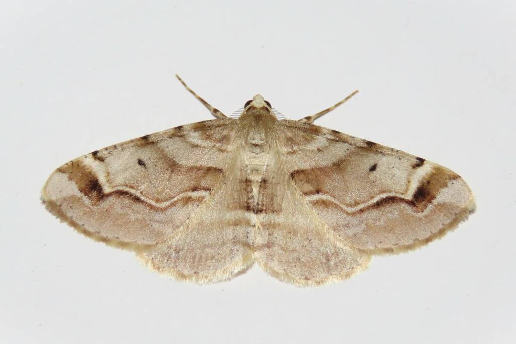 Syneora hemeropa, Wallaga Lake NSW © Deb Taylor