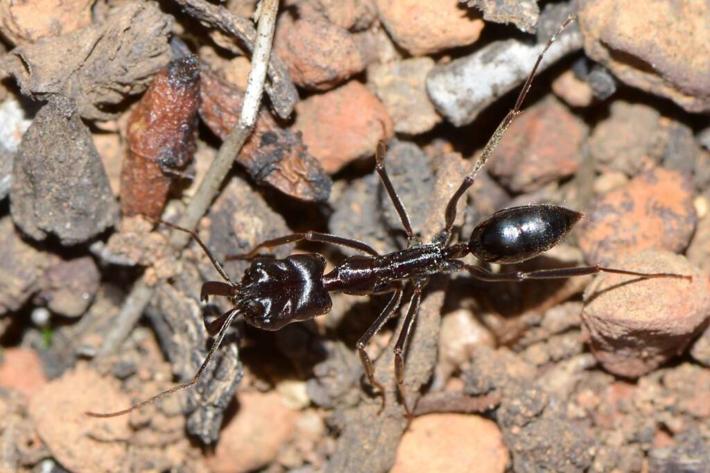 Trap-jaw Ant (Odontomachus sp), Toodyay WA © Jean and Fred Hort