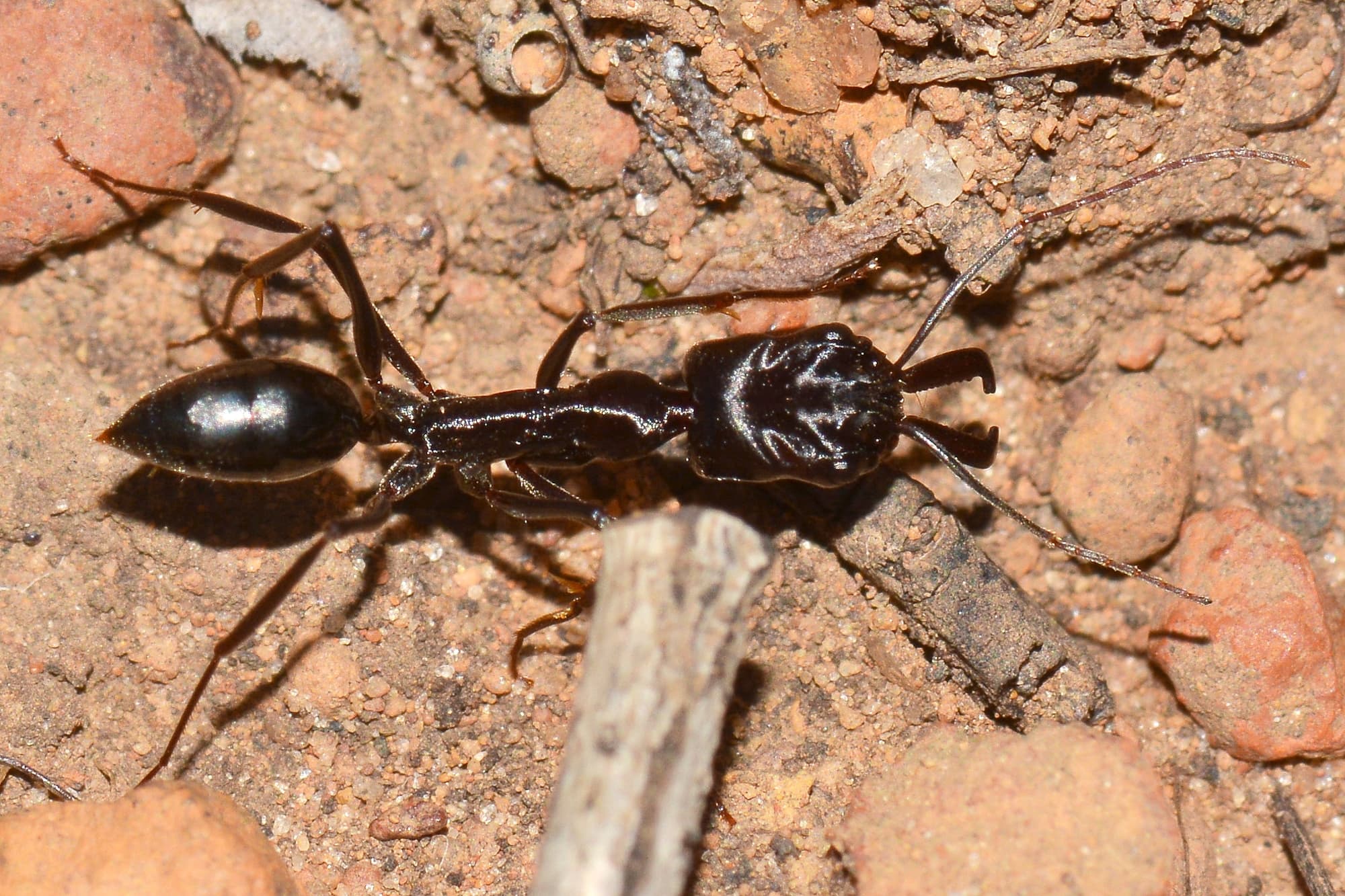 Trap-jaw Ant (Odontomachus sp), Toodyay WA © Jean and Fred Hort