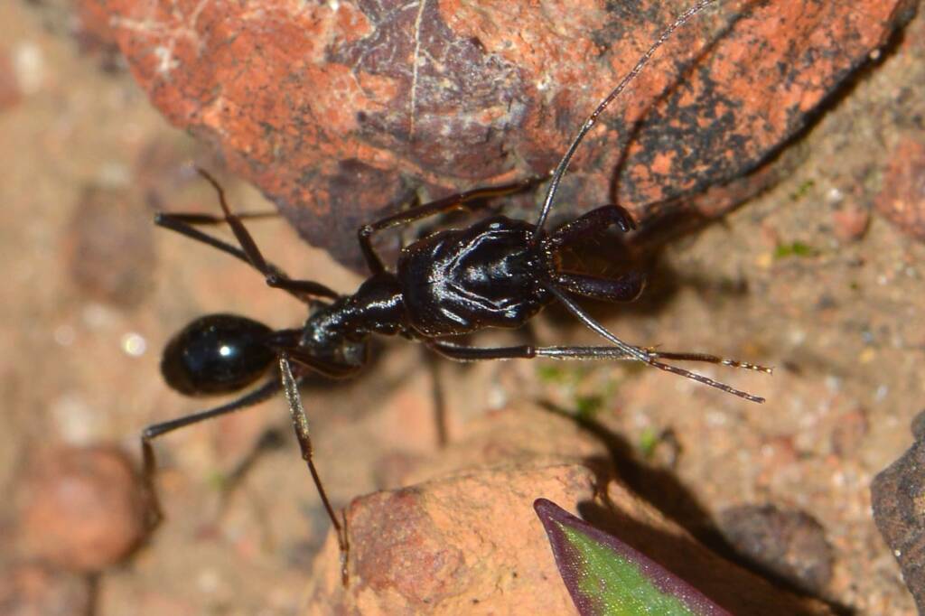 Trap-jaw Ant (Odontomachus sp), Toodyay WA © Jean and Fred Hort
