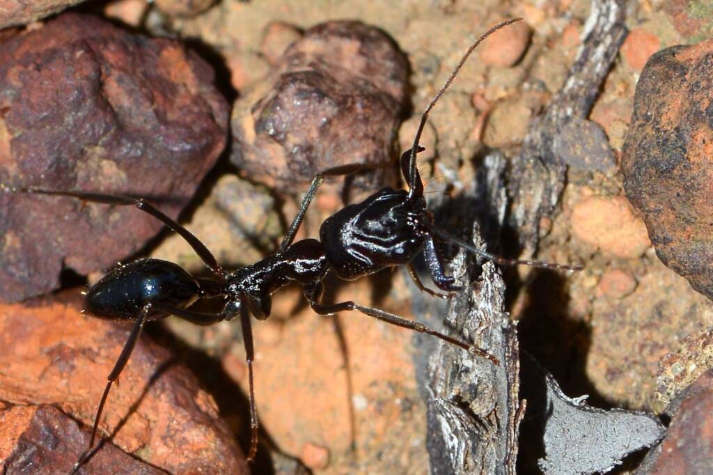 Trap-jaw Ant (Odontomachus sp), Toodyay WA © Jean and Fred Hort