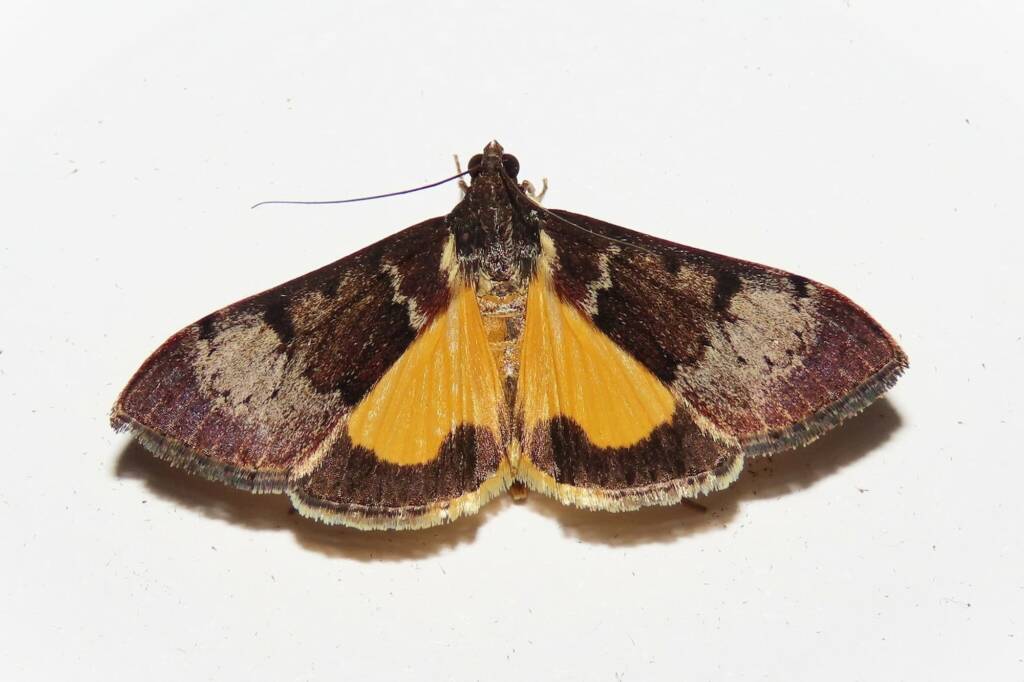 Tree Lucerne Moth (Uresiphita ornithopteralis), Wallaga Lake NSW © Deb Taylor