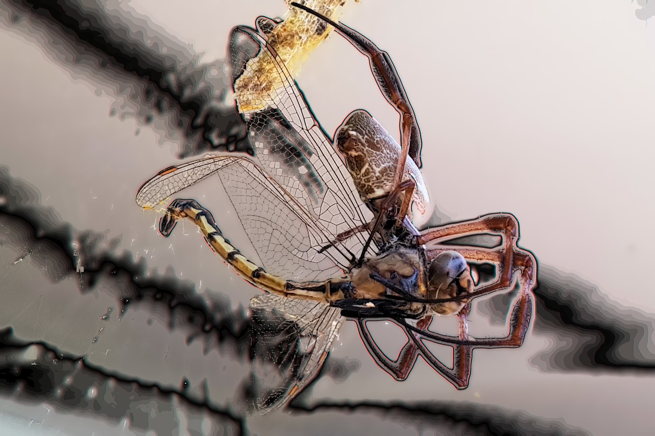 Predator and Prey…