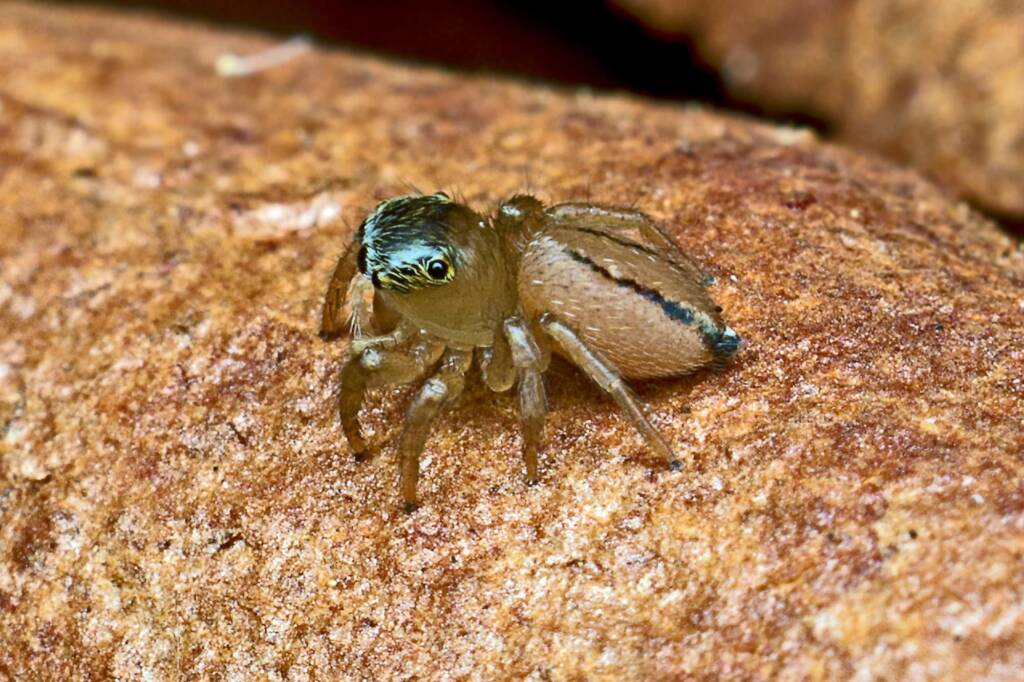 White Garland House Hopper (Maratus scutulatus), Como QLD © Tony Eales