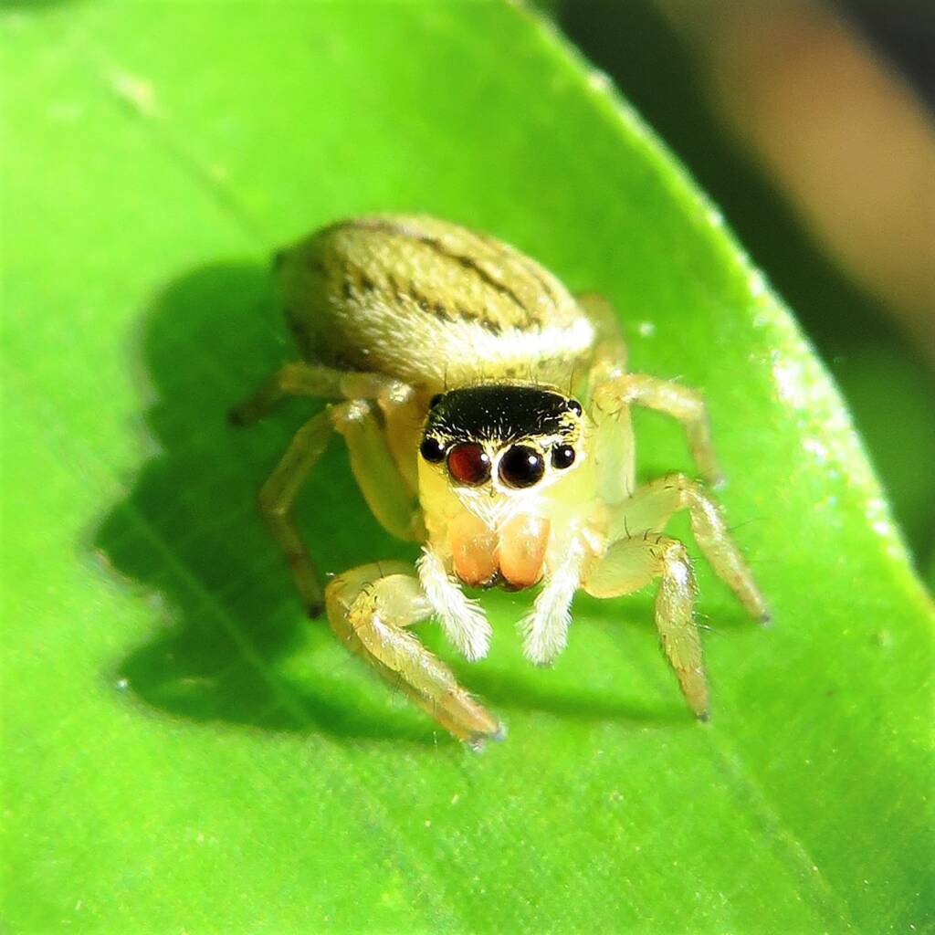 White Garland House Hopper (Maratus scutulatus), Wallaga Lake NSW © Deb Taylor