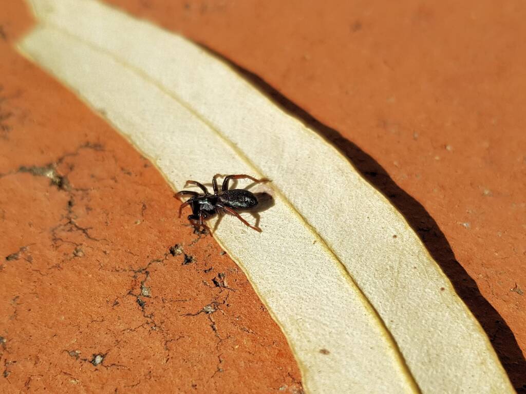 Zodariidae, family (Ant Spiders), Alice Springs NT