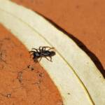 Zodariidae, family (Ant Spiders), Alice Springs NT