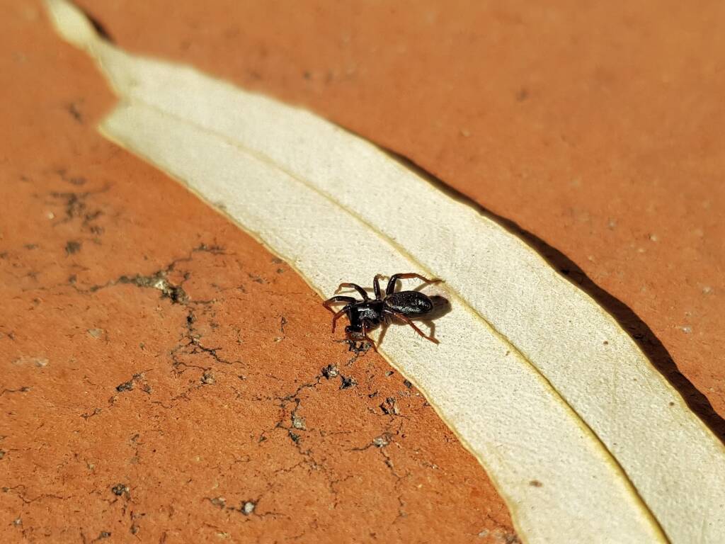 Zodariidae, family (Ant Spiders), Alice Springs NT