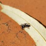 Zodariidae, family (Ant Spiders), Alice Springs NT